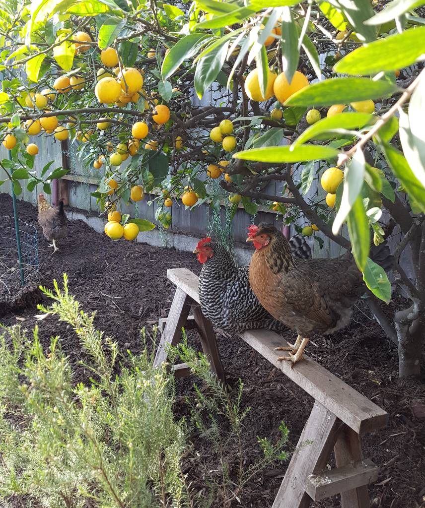 Two backyard chickens are perched on a sawhorse roost under a lemon tree. One chicken is black and white, a barred rock. The  other is smaller, and is brown, orange, and yellow - a crested cream legbar. Another chicken is in the background, walking around the yard.
