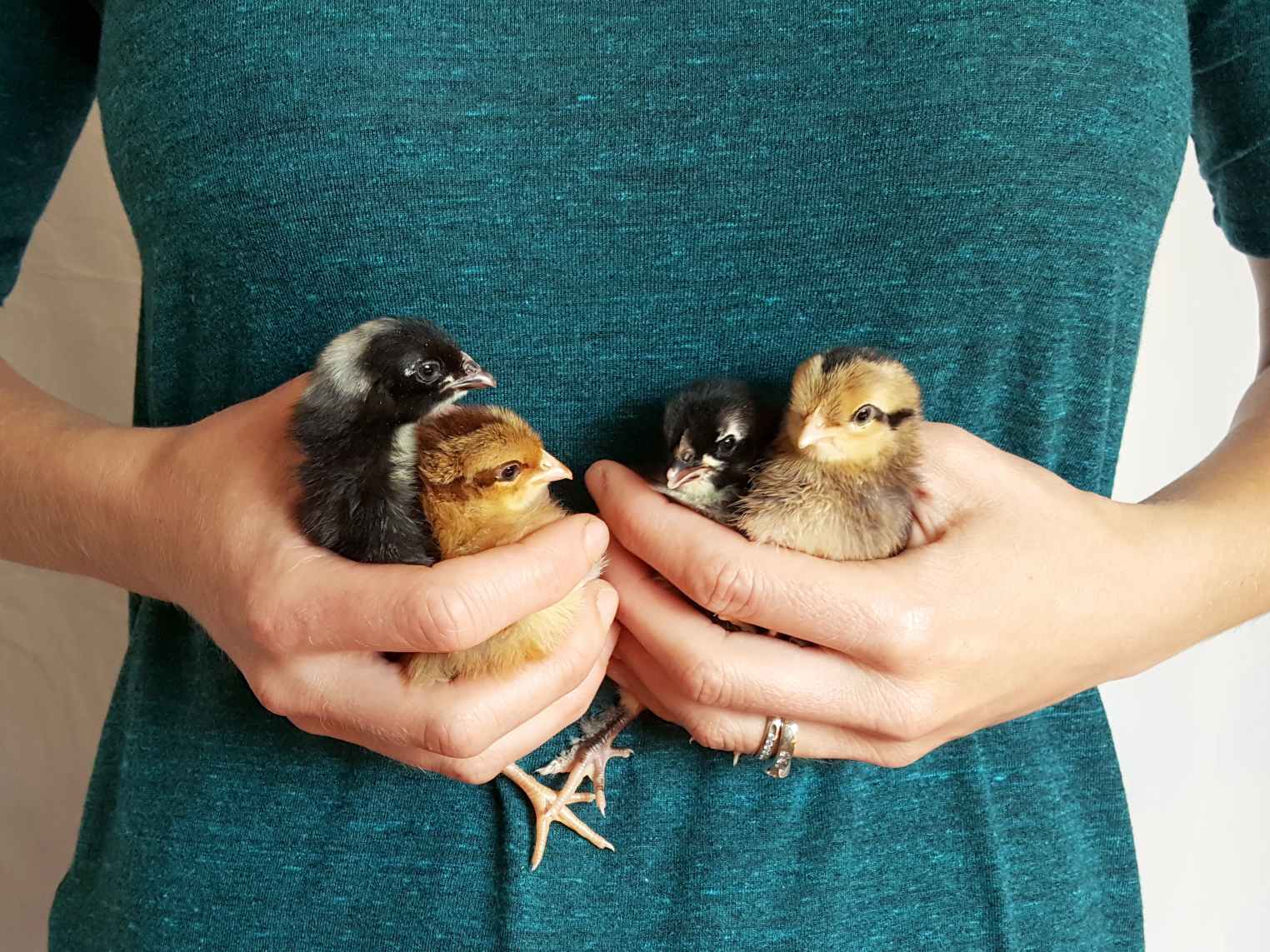 A close up of hands holding four three-day old chicks. Two are black and white, and two are yellow and brown. 