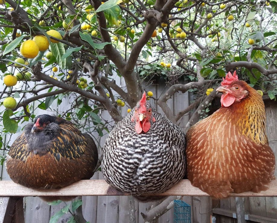 A close up image of three chickens roosting on a cross section of a saw horse underneath a lemon tree. They are staring straight back at the camera, their feathers fluffed up so they are more round than usual. The chickens range in color from brown and black, to black and white, to finally copper brown and gold.