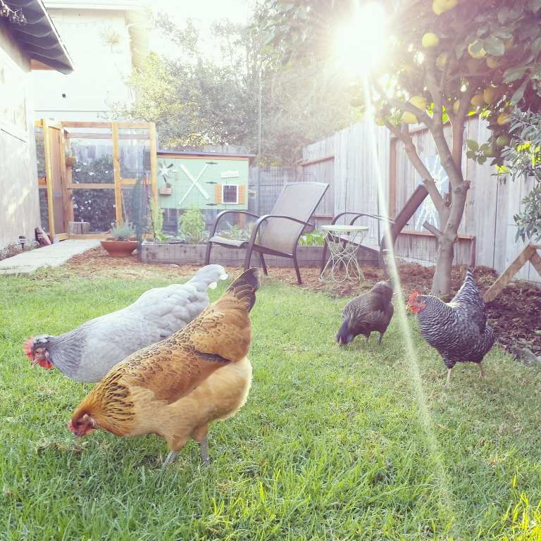 Four backyard chickens are shown, picking in the grass. One chicken is grey, one is orange, one is brown, and the last is black and white.  A sunbeam is shining across the photo,  and there is a green chicken coop in the background. Short wood raised garden beds are between the chickens and the coop. 