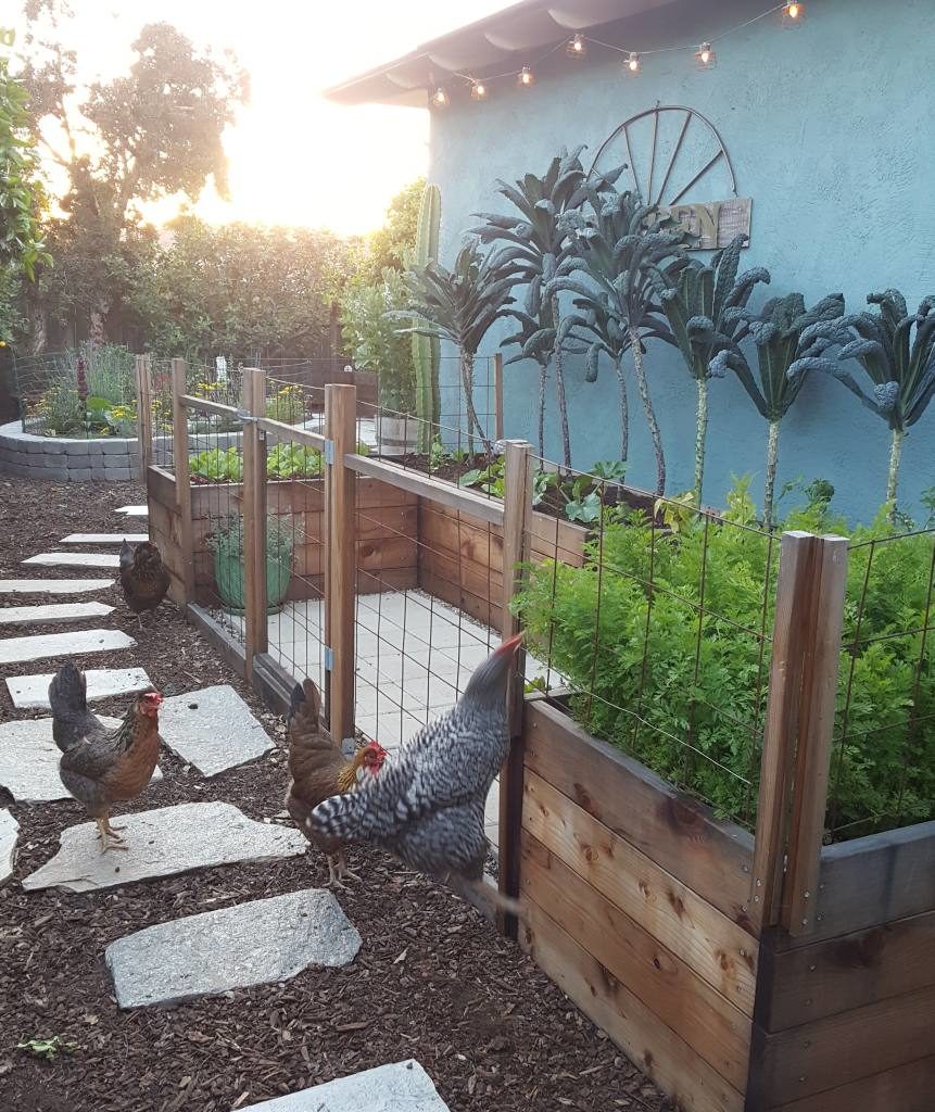 There is a large u-shaped section of 2 foot tall raised garden beds against a blue stucco house wall. In the garden beds, tall kale trees grow several feet tall, all in a line against the blue house. In the foreground, the chickens are investigating the garden but are prevented from entering by a fence. One is leaping in the air to try to eat carrot tops. 