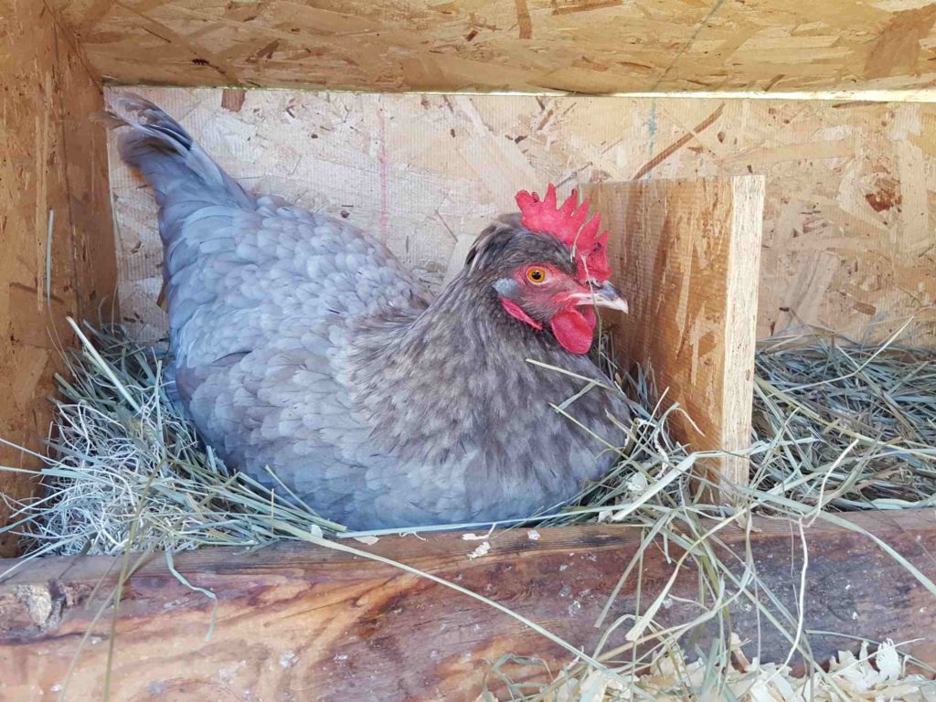 A pretty grey chicken is sitting a nest box full of hay. She has a large red comb and wattles. 