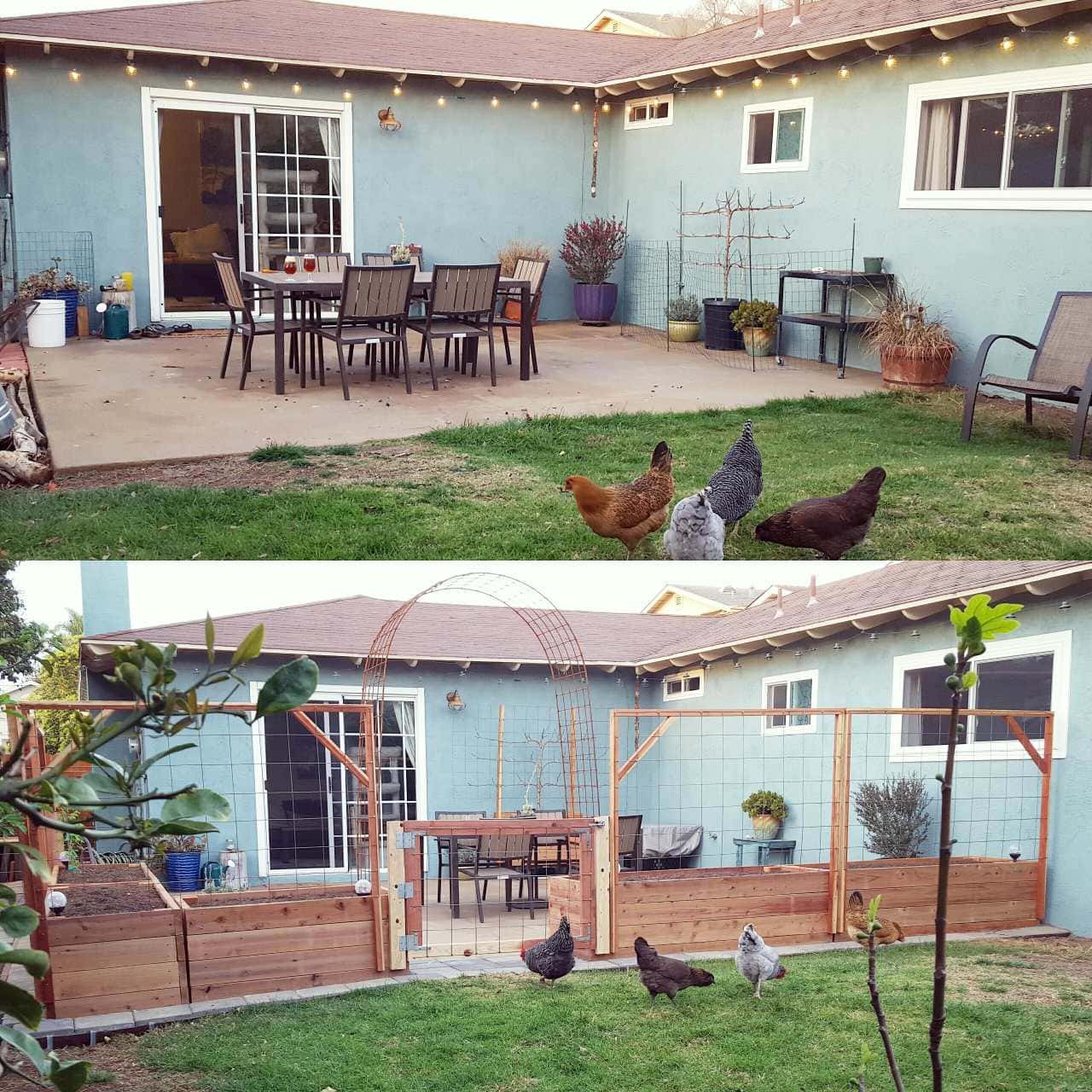 Before and after photos of a patio and backyard garden. The first shows the open patio and chickens on the adjacent lawn. The after photo shows the patio now enclosed by tall raised garden beds and trellises, blocking the chickens from getting to the patio. 