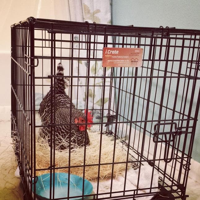 A black and white chicken is sitting on some straw in a black wire crate, which is inside the bathroom on the floor. She is resting after being egg bound, before retuning to the flock