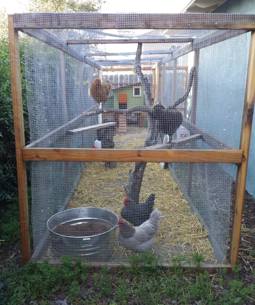 A view from the end of a chicken run. It is very long and narrow, 35 feet by 5 feet. There is a wood frame and metal mesh walls and roof. Four chickens are in the run, perching on a variety of tree branches and two-by-four boards.