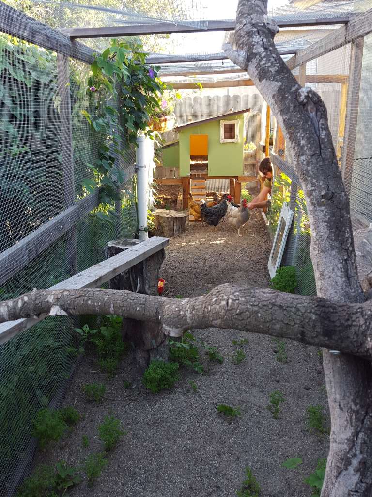 A view inside the chicken run. In the distance, you can see the chicken coop and door out to the yard. Aaron is in the run with the four chickens. At this far end of the run, a branching tree provides places for the chickens to roost. 