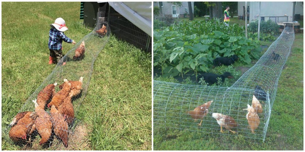 Chicken tunnels. They are short, round, wire tunnels around the yard that are large enough for a flock of chickens to enjoy, but blocks them from getting into the nearby garden