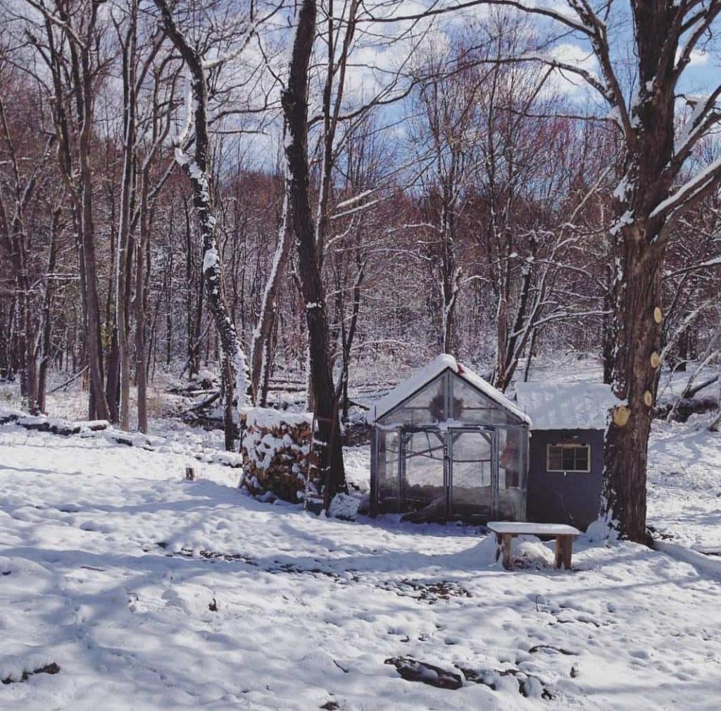 A wintery scened of snow accumulation in a woodland area. A chicken coop is tucked next to a tree with a connected chicken run.