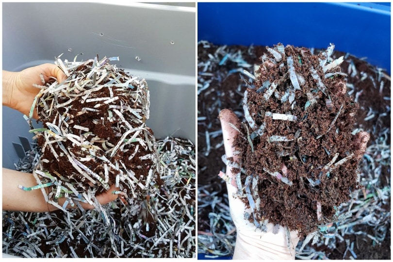 Two images, both of hands holding "bedding" material over a worm bin. The bedding is a combination of coco coir and shredded newspaper. 