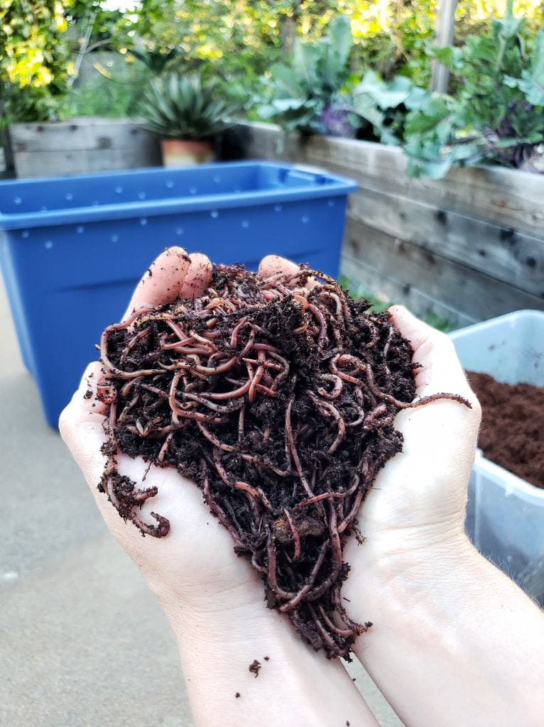 Two hands are cradling an overflowing handful of red wriggler composting worms. In the background sits a blue plastic tub which will soon be a worm compost bin or farm. 