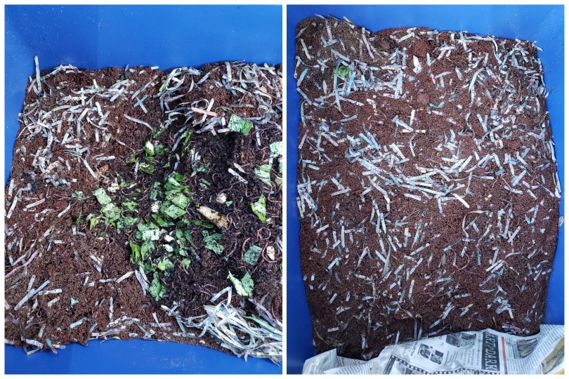 Two side by side images, both inside a worm bin. One is showing food being added in a hole, mostly chopped up greens, and the other is showing afterwards- with the food and worms buried in their bedding now. 