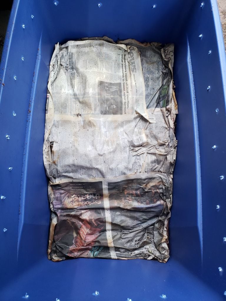 Wet newspaper is covering a mound of worm bin contents, inside a plastic tote. 