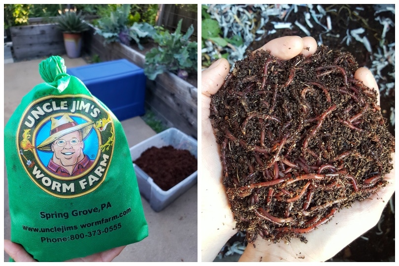 Two images. One of a bag of worms, that reads "uncle jims worm farm" on the outside of the bag. It is poised in front of a plastic tote in the background, the future worm bin. The second image is two hands cupped around a large handful of red wiggler compost worms. 